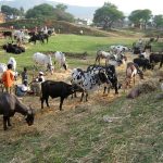 Dairy Drives Rural Growth, Says UP Chief Minister