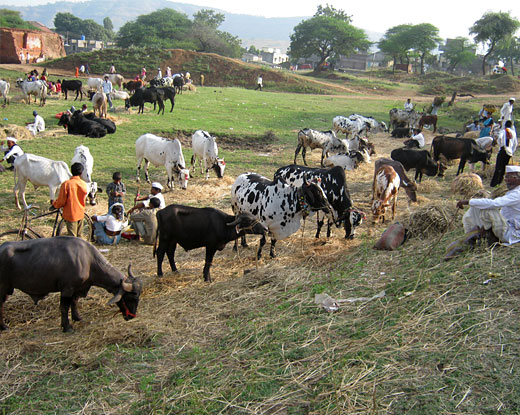 Dairy Drives Rural Growth, Says UP Chief Minister