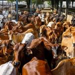 Gujarat Bets on Dairy Waste to Power Rural Growth