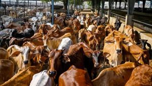 Gujarat Bets on Dairy Waste to Power Rural Growth
