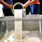 Heatwaves Hit India’s Milk Output and Dairy Costs