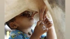 Himachal Turns Surplus Milk Into Ghee to Cut Waste