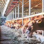 India’s Dairy Boom $860M Investment Fuels Growth