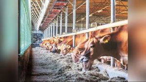 India’s Dairy Boom $860M Investment Fuels Growth