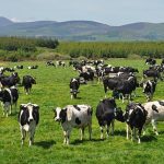 Kashmir Dairy Drive Reaches 800 Farmers in 2 Years