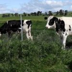 mRNA Breakthrough Targets Bird Flu in Dairy Herds 2 mRNA Breakthrough Targets Bird Flu in Dairy Herds