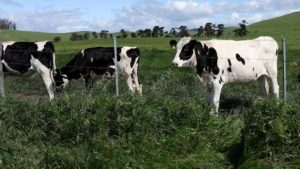 mRNA Breakthrough Targets Bird Flu in Dairy Herds