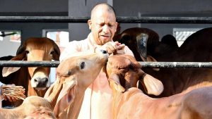 BJP Targets Rural Votes With Dairy Masterplan
