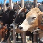 Bengal Dairy Farmers Hit by Cow Trade Crackdown