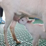 China Clones Elite Dairy Goats in Major Breakthrough