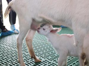 China Clones Elite Dairy Goats in Major Breakthrough
