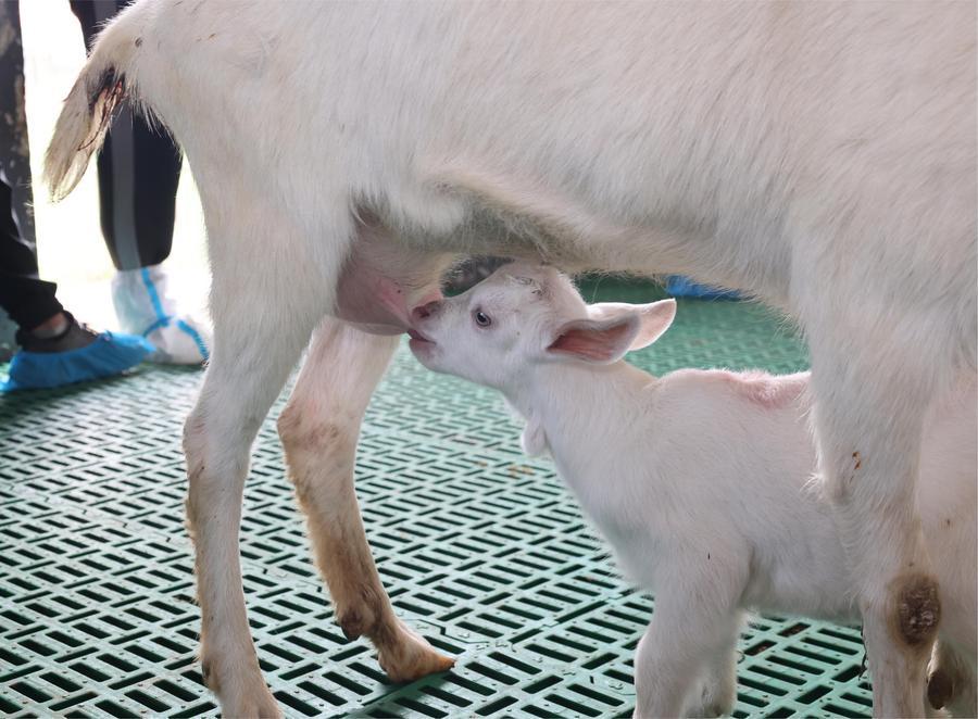 China Clones Elite Dairy Goats in Major Breakthrough