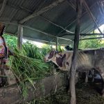 Chinese Grass Innovation Boosts Zanzibar Dairy 1 Chinese Grass Innovation Boosts Zanzibar Dairy