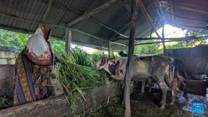 Chinese Grass Innovation Boosts Zanzibar Dairy