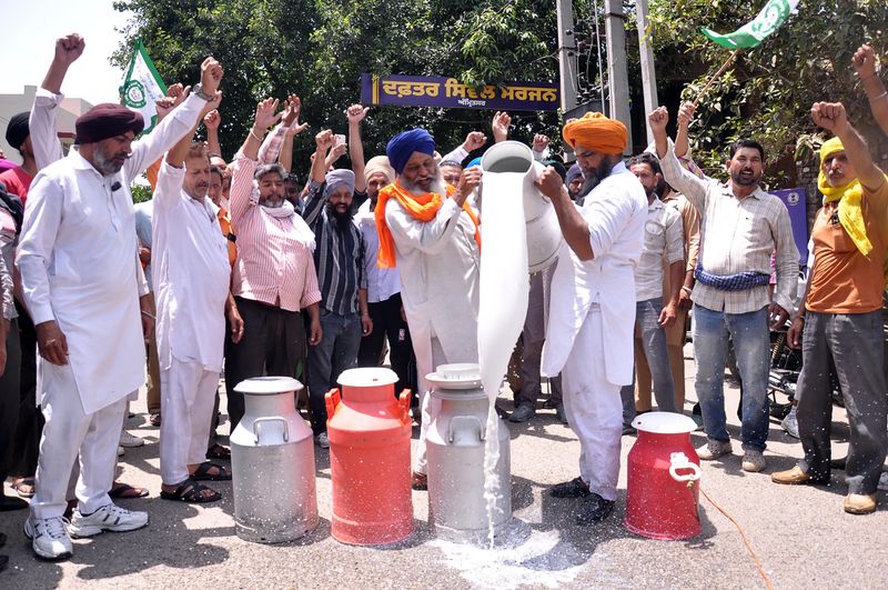 Dairy Farmers Protest Surge of Fake Milk Products