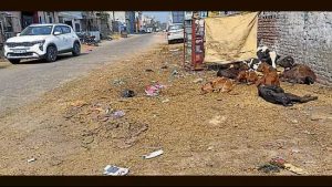 Dairy Waste Row Sparks Concern in Ludhiana