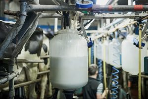 Global Milk Output Jumps as Supply Surge Continues