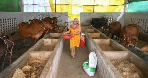 Heatwave Hits UP Dairy Farms, Milk Output Falls Hard