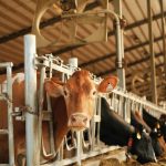 India’s Dairy Boom Empowering Rural Women Nationwide 2 India’s Dairy Boom Empowering Rural Women Nationwide