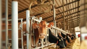 India’s Dairy Boom Empowering Rural Women Nationwide