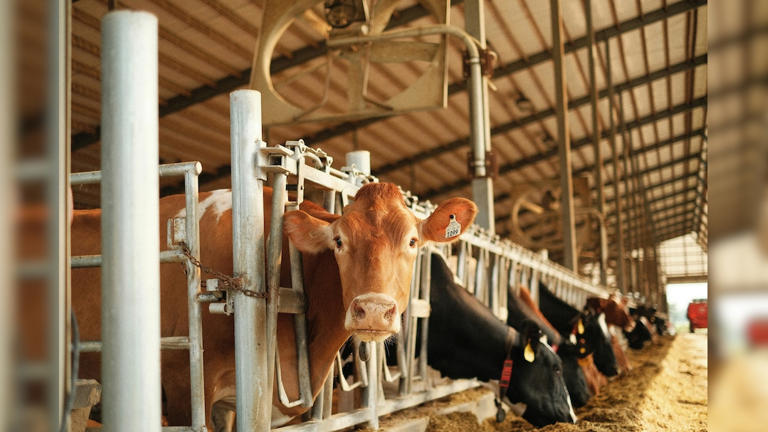 India’s Dairy Boom Empowering Rural Women Nationwide