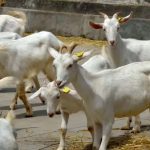 Kashmir Introduces High-Yield Swiss Goat Breed