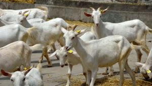 Kashmir Introduces High-Yield Swiss Goat Breed