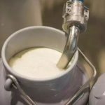 Pressure Mounts Over Prakasam Dairy Takeover 1 Pressure Mounts Over Prakasam Dairy Takeover