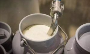 Pressure Mounts Over Prakasam Dairy Takeover