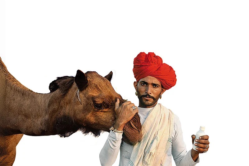 Rajasthan Battles to Protect Its Camel Heritage