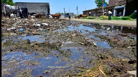 Choked Ludhiana Dairy Complex Sparks Waste Crisis