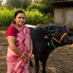 CowGPT The AI Collar Transforming Indian Dairy Yields