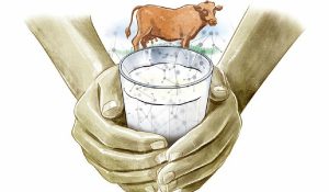 Fat Equals Cash Indian Lab Engineers Premium Cow Milk