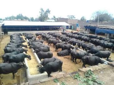 How One Indian Engineer Swapped a Visa for Millions in Milk1