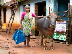 India’s Dairy Queen Builds Rs 1.85 Crore Farm Empire