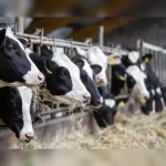 Iran War Fuel Surge Squeezes Dairy Value Chains 1 Iran War Fuel Surge Squeezes Dairy Value Chains