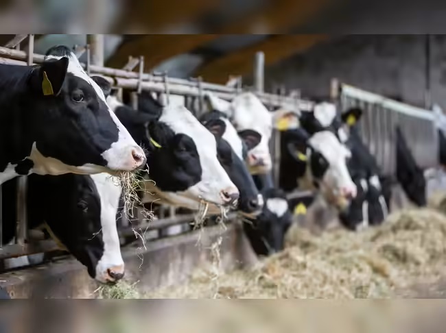 Iran War Fuel Surge Squeezes Dairy Value Chains