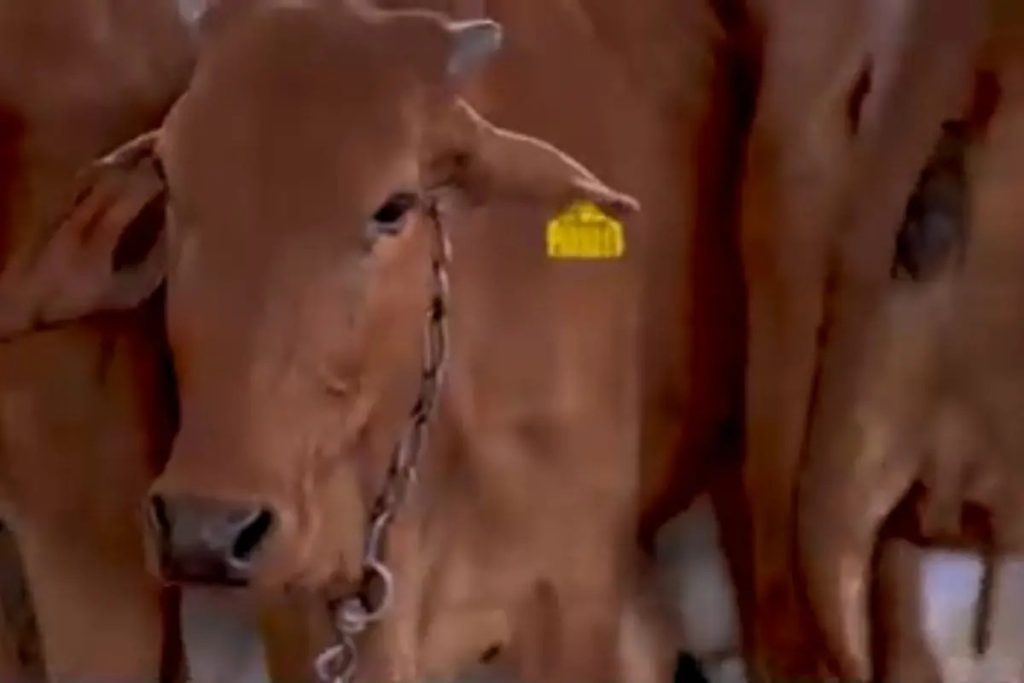 Jharkhand’s Genetic Leap The 90% Female Calf Boom