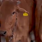 Jharkhand’s Genetic Leap The 90% Female Calf Boom