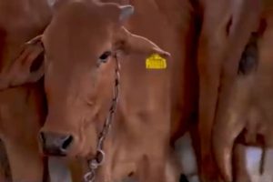 Jharkhand’s Genetic Leap The 90% Female Calf Boom