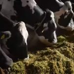 Punjab’s Unripe Maize Fires Up Dairy Silage Boom