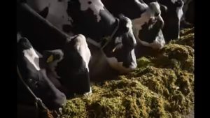 Punjab’s Unripe Maize Fires Up Dairy Silage Boom