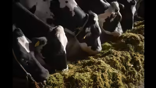 Punjab’s Unripe Maize Fires Up Dairy Silage Boom