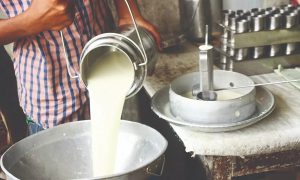 West Bengal to Build Mega €3.5M Dairy Factory