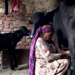 Climate Change Slams Indian Milk Production Yields