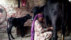 Climate Change Slams Indian Milk Production Yields