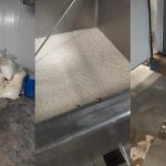 India Dairy Crackdown: Two Major Plants Suspended! India Dairy Crackdown Two Major Plants Suspended
