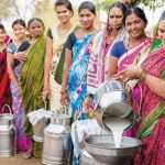 India's Dairy Cooperatives Spark White Revolution 2.0 India's Dairy Cooperatives Spark White Revolution 2.0