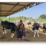 India's Remote Border State Plots Major Dairy Takeover