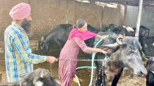 Integrated Smallholder Livestock Breeding Generates Debt-Free ₹1 Crore Farm Asset Base in Punjab